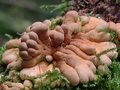 Hypocreopsis rhododendri
