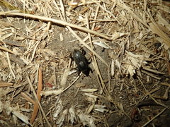 Sphenophorus cicatristriatus