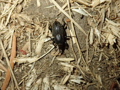 Sphenophorus cicatristriatus