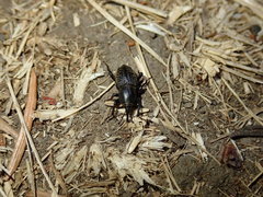 Sphenophorus cicatristriatus
