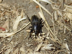 Sphenophorus cicatristriatus