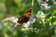 Aglais urticae