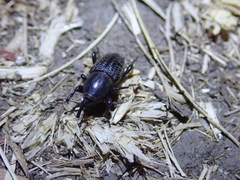Sphenophorus cicatristriatus