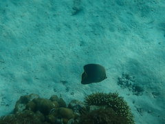 Chaetodon triangulum