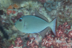 Xanthichthys auromarginatus