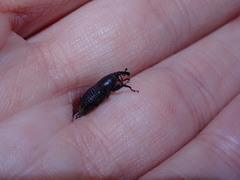 Sphenophorus cicatristriatus