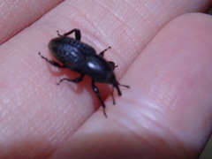 Sphenophorus cicatristriatus