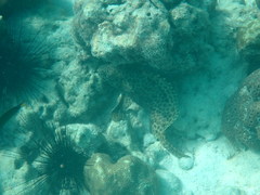 Epinephelus quoyanus