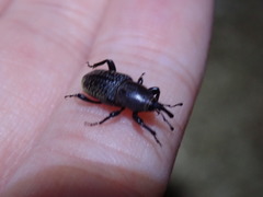 Sphenophorus cicatristriatus