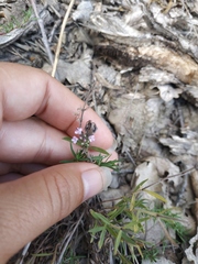 Thymus dzevanovskyi