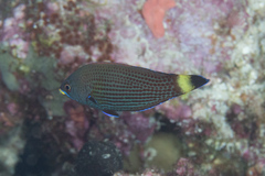 Pseudodax moluccanus