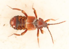 Lomechusoides strumosus