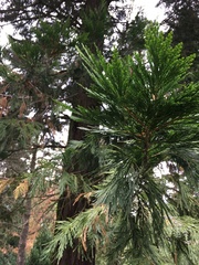Calocedrus decurrens