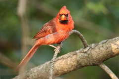 Cardinalis cardinalis