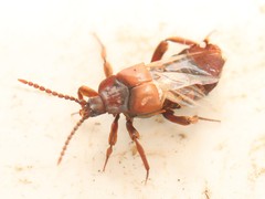 Lomechusoides strumosus