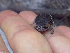 Breviceps montanus