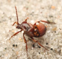 Lomechusoides strumosus