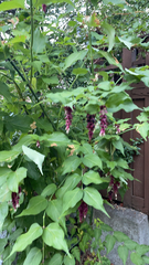 Leycesteria formosa
