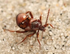 Lomechusoides strumosus