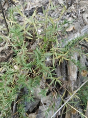 Thymus dzevanovskyi