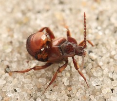 Lomechusoides strumosus