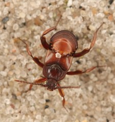 Lomechusoides strumosus