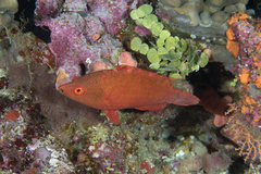 Cheilinus oxycephalus