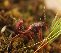 Lomechusoides strumosus