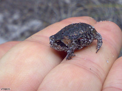 Breviceps montanus
