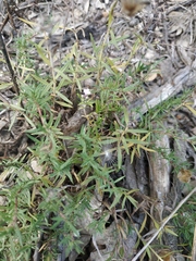 Thymus dzevanovskyi