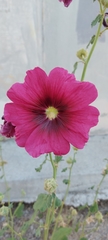 Alcea rosea
