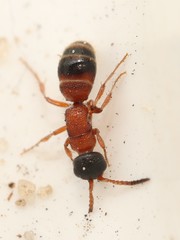 Myrmosa atra