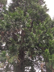 Calocedrus decurrens