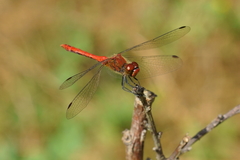 Sympetrum sanguineum