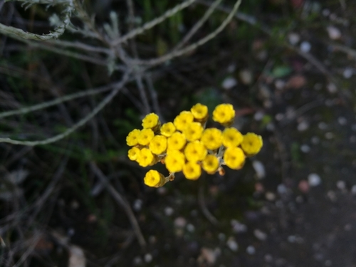 Image of Helichrysum anomalum by (c) chrishorak, some rights reserved (CC BY)