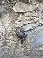 Otiorhynchus vehemens