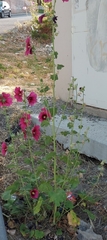 Alcea rosea