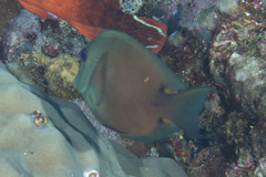 Ctenochaetus binotatus