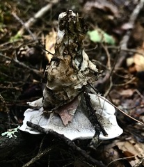 Phellodon violascens