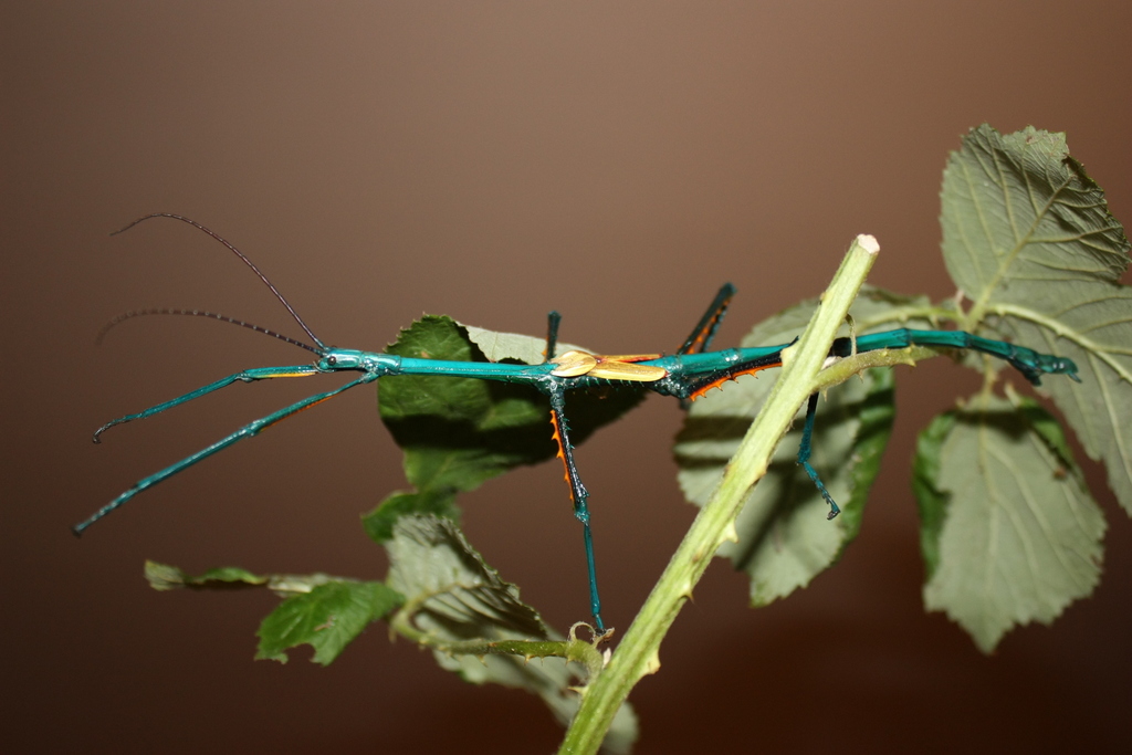 Achrioptera fallax