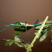 Achrioptera fallax - Photo (c) Drägüs,  זכויות יוצרים חלקיות (CC BY-SA)
