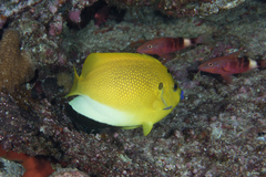Apolemichthys trimaculatus