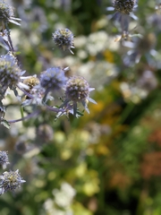 Eryngium planum