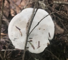 Phellodon violascens