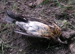 Turdus pilaris