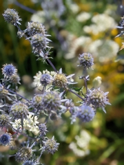 Eryngium planum
