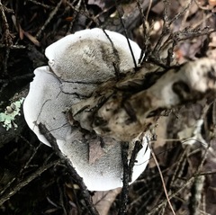 Phellodon violascens
