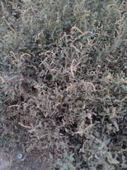 Atriplex tatarica