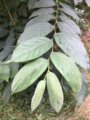 Diospyros duclouxii