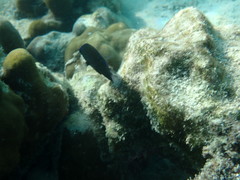 Pomacentrus polyspinus